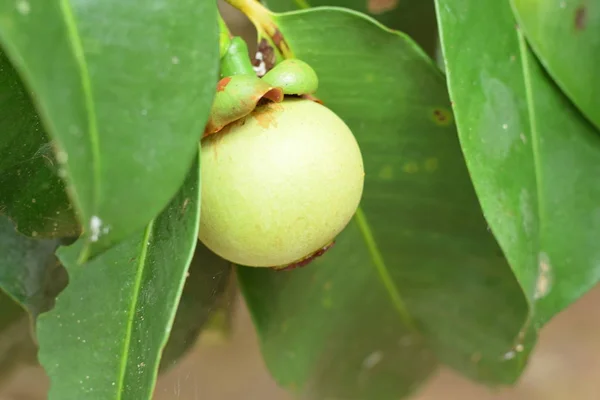Mangosteen ağaçta kapatın. Mangosteen popüler, egzotik tropik meyve biridir. Onun sulu, bembeyaz, tatlı ve lezzetli.