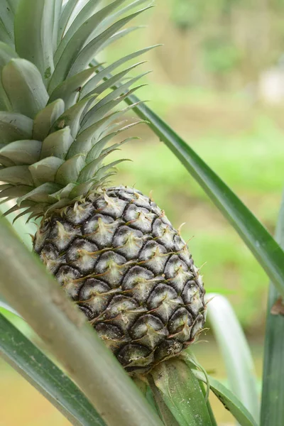 Bitki kendisi üzerinde bir ananas. Çalılıkların içinde büyüyen tropikal meyve alanıyla