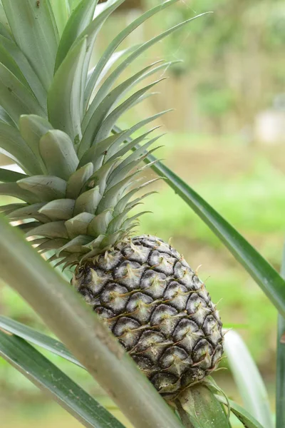 Bitki kendisi üzerinde bir ananas. Çalılıkların içinde büyüyen tropikal meyve alanıyla
