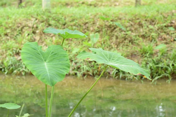 Asya tropik Caladium (Colocasia esculenta). Öncelikle onun yenilebilir yumru için taro ve eddoe birçok adları içerir kök sebze yetiştirilen tropikal bitki.