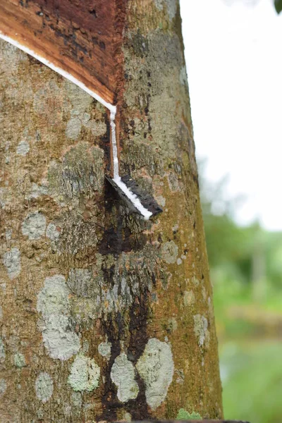 Sütlü Lateks kauçuk ağacı, doğal kauçuk ağacı Tayland konumda kaynağı elde