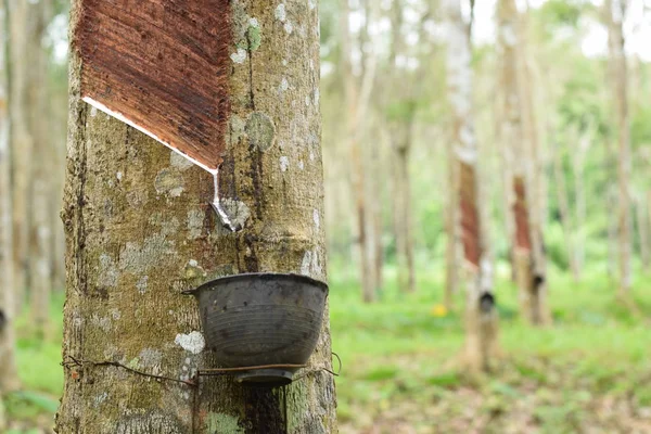 Milky Latex extracted from rubber tree , Source of natural rubber tree in thailand location