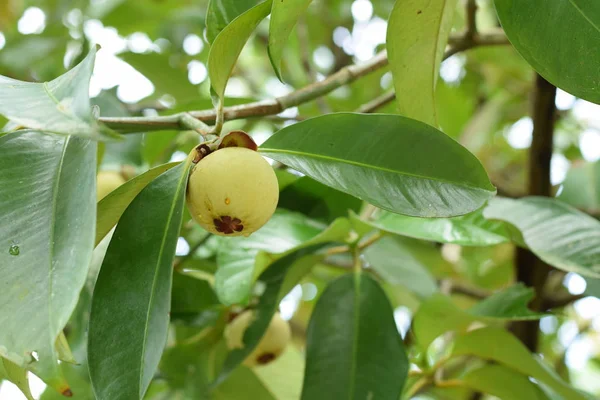 Mangosteen ağaçta kapatın. Mangosteen popüler, egzotik tropik meyve biridir. Onun sulu, bembeyaz, tatlı ve lezzetli.