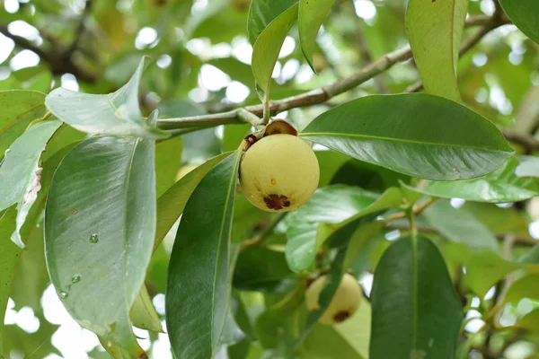 Mangosteen ağaçta kapatın. Mangosteen popüler, egzotik tropik meyve biridir. Onun sulu, bembeyaz, tatlı ve lezzetli.