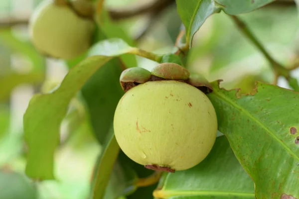 Mangosteen ağaçta kapatın. Mangosteen popüler, egzotik tropik meyve biridir. Onun sulu, bembeyaz, tatlı ve lezzetli.
