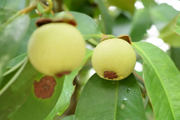 Mangosteen ağaçta kapatın. Mangosteen popüler, egzotik tropik meyve biridir. Onun sulu, bembeyaz, tatlı ve lezzetli.