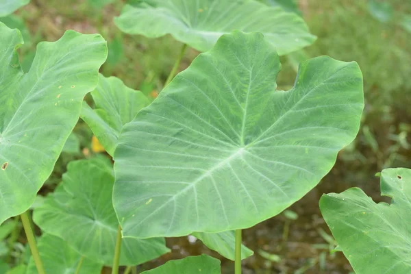 アジア熱帯ニシキイモ サトイモ その食用の球茎 根菜が多くの名前 サトイモを主に成長した熱帯植物 — ストック写真