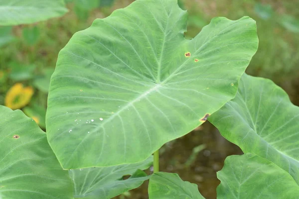Asya tropik Caladium (Colocasia esculenta). Öncelikle onun yenilebilir yumru için taro ve eddoe birçok adları içerir kök sebze yetiştirilen tropikal bitki.