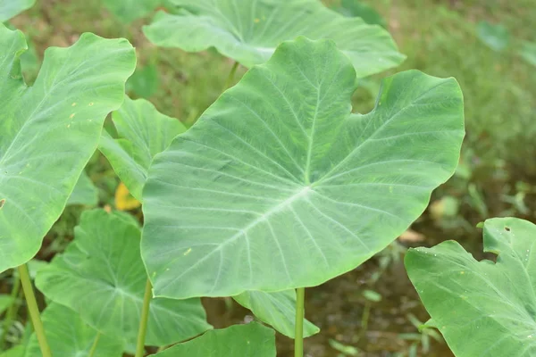 Asya tropik Caladium (Colocasia esculenta). Öncelikle onun yenilebilir yumru için taro ve eddoe birçok adları içerir kök sebze yetiştirilen tropikal bitki.