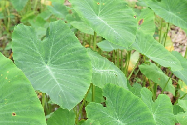 Asian Tropical Caladium (Colocasia esculenta). The tropical plant grown primarily for its edible corms, the root vegetables whose many names include taro and eddoe.