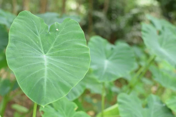 Asya tropik Caladium (Colocasia esculenta). Öncelikle onun yenilebilir yumru için taro ve eddoe birçok adları içerir kök sebze yetiştirilen tropikal bitki.