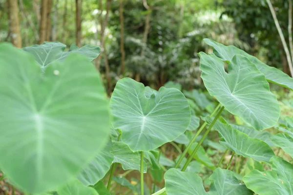 Asya tropik Caladium (Colocasia esculenta). Öncelikle onun yenilebilir yumru için taro ve eddoe birçok adları içerir kök sebze yetiştirilen tropikal bitki.