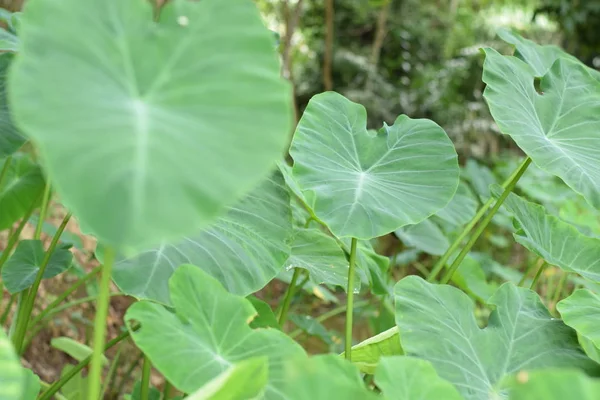 Asya tropik Caladium (Colocasia esculenta). Öncelikle onun yenilebilir yumru için taro ve eddoe birçok adları içerir kök sebze yetiştirilen tropikal bitki.