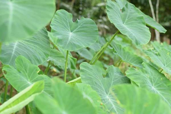 Asya tropik Caladium (Colocasia esculenta). Öncelikle onun yenilebilir yumru için taro ve eddoe birçok adları içerir kök sebze yetiştirilen tropikal bitki.