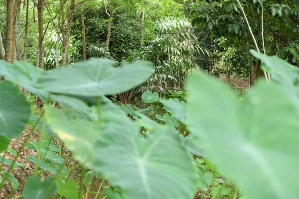 Asya tropik Caladium (Colocasia esculenta). Öncelikle onun yenilebilir yumru için taro ve eddoe birçok adları içerir kök sebze yetiştirilen tropikal bitki.