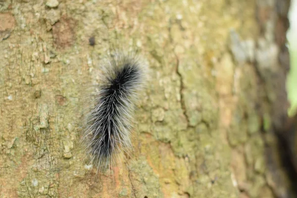 Lagarta Peluda Preta Branca Bonita Feixe Madeira Seco Jardim — Fotografia de Stock