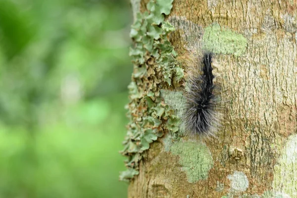 Güzel siyah ve beyaz tüylü caterpillar bahçedeki kuru ahşap kiriş üzerinde