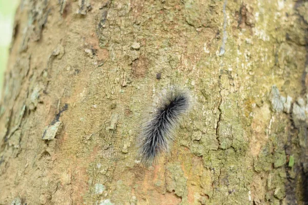 Güzel siyah ve beyaz tüylü caterpillar bahçedeki kuru ahşap kiriş üzerinde