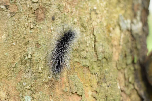 Güzel siyah ve beyaz tüylü caterpillar bahçedeki kuru ahşap kiriş üzerinde