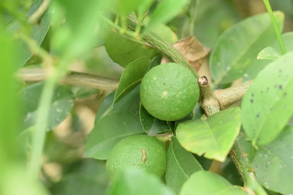 Limon ağacı çiftlik arka planda yeşil yeşil limon