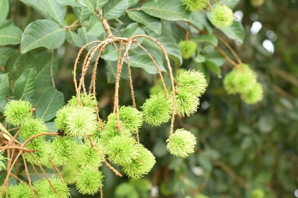 Ağaçta yeşil Rambutan