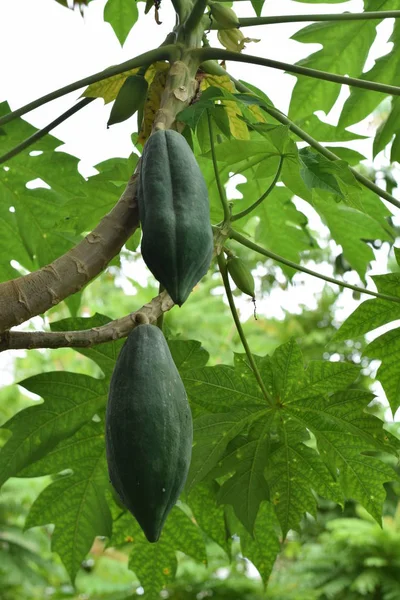 Papaya ağaçlar meyve çiftlik Bahçe Organik tarım Asya asma