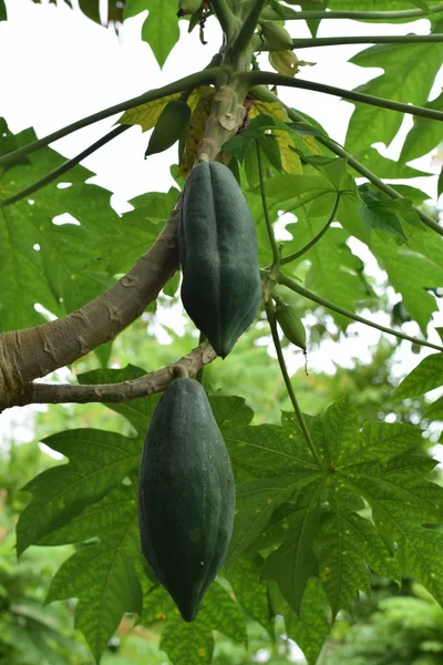 Papaya ağaçlar meyve çiftlik Bahçe Organik tarım Asya asma