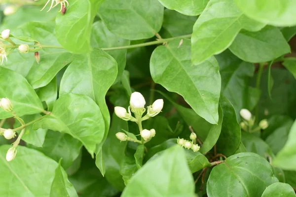 緑色の葉を持つ白いジャスミンの花 — ストック写真