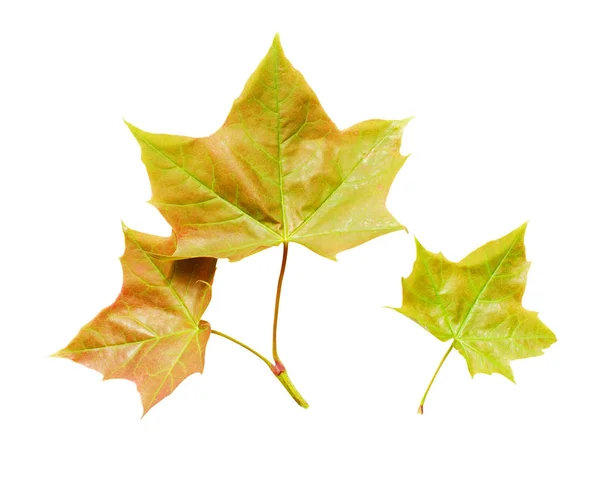 Fresh maple leaves — Stock Photo, Image