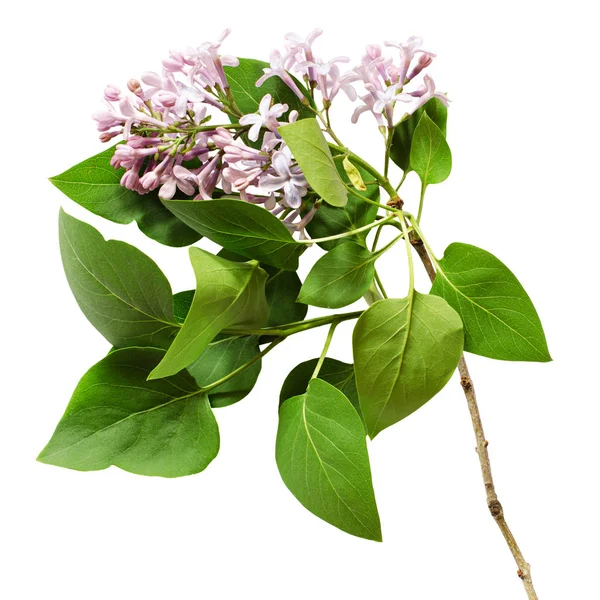Lilac flowers and leaves — Stock Photo, Image