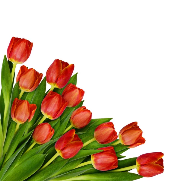 Bir köşede kırmızı lale çiçek buketi — Stok fotoğraf