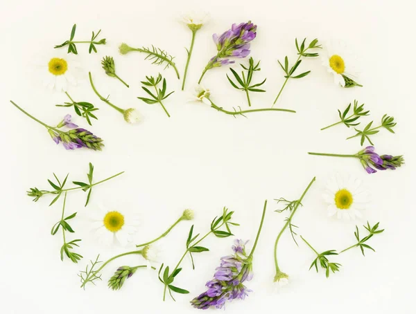 Wild flowers frame on white background — Stock Photo, Image