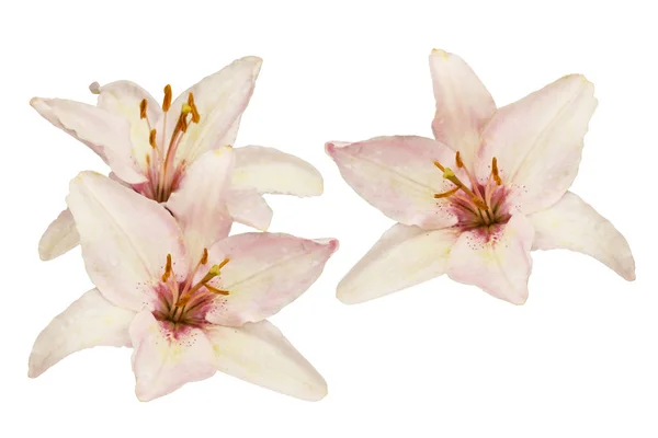 Pink and white lilies — Stock Photo, Image