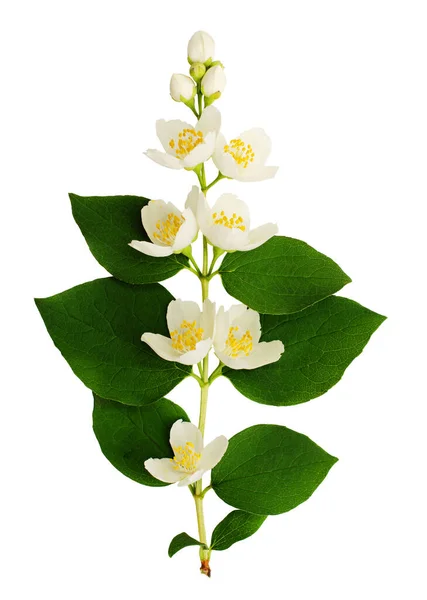 Philadelphus Flowers Leaves Isolated White — Stock Photo, Image