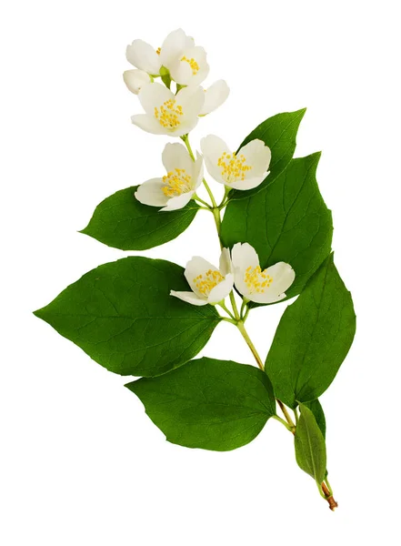 Philadelphus Flowers Leaves Isolated White — Stock Photo, Image