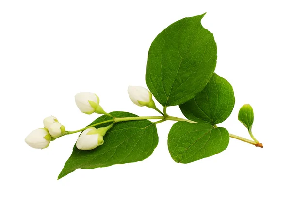 Philadelphus Buds Leaves Isolated White — Stock Photo, Image