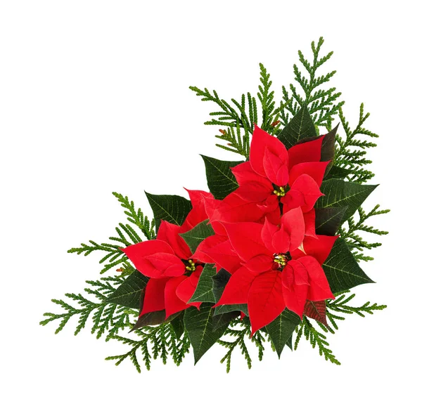 Jul Röd Julstjärna Blommor Hörn Arrangemang Isolerad Vit Bakgrund — Stockfoto