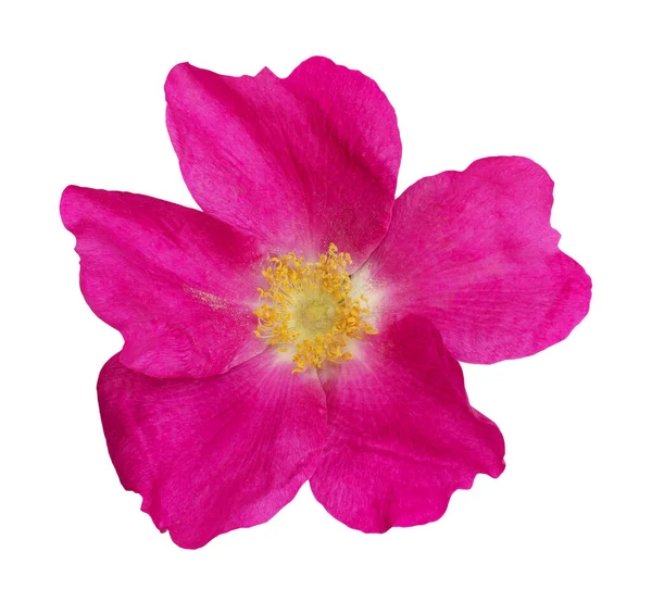 Flor Rosa Selvagem Isolada Branco — Fotografia de Stock