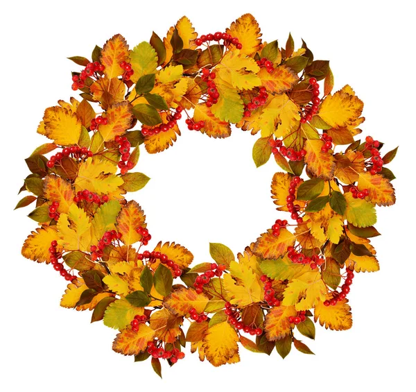 秋天的花环 由干燥的彩色叶子和被白色背景隔开的山莓制成 平躺在床上 — 图库照片