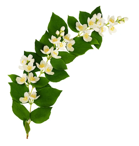 Bunga Filadelus Dan Susunan Gelombang Daun Terisolasi Pada Warna Putih — Stok Foto