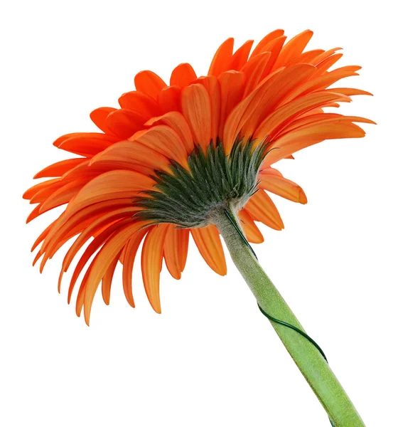 Orange Gerbera Blume Isoliert Auf Weiß — Stockfoto