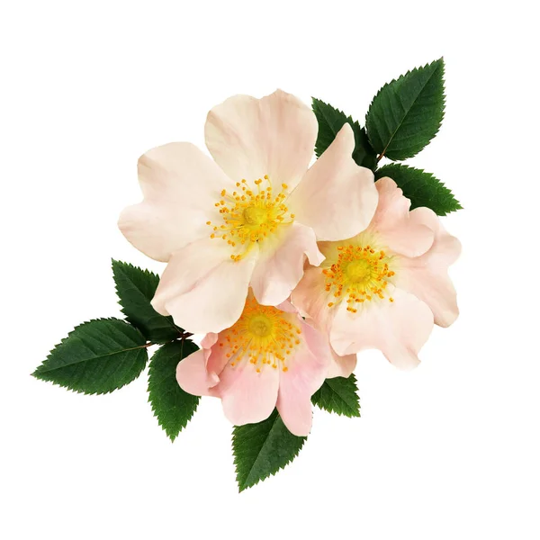 Wildrosenblüten Arrangement Isoliert Auf Weiß — Stockfoto