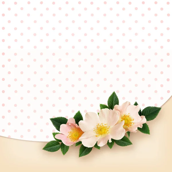 Briar Blumen Arrangement Auf Gepunktetem Und Rosa Hintergrund — Stockfoto