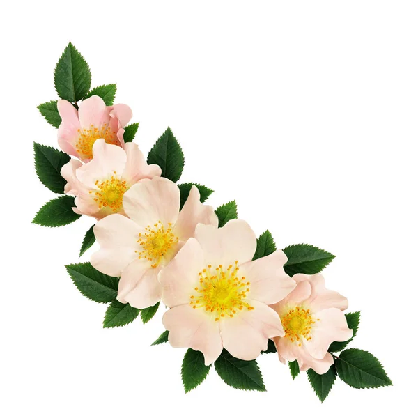 Wildrosenblumen Wellenförmige Anordnung Isoliert Auf Weiß — Stockfoto