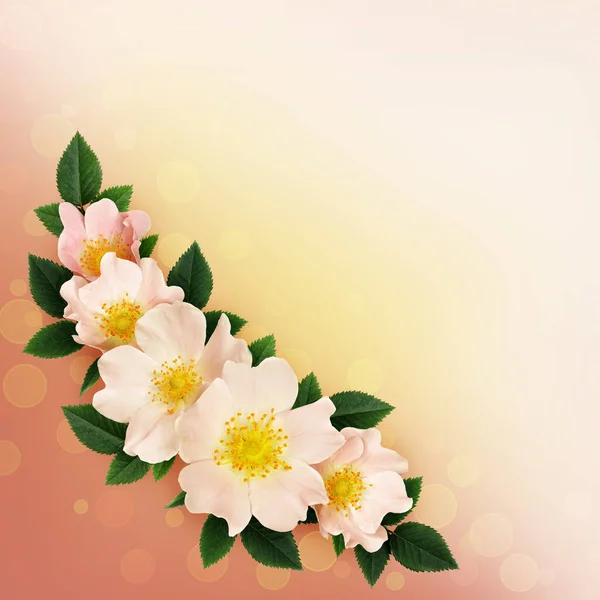 Divoká Růže Květiny Vlna Uspořádání Růžovém Pozadí — Stock fotografie