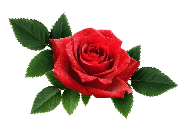 Σύνθεση Κόκκινου Τριαντάφυλλου Και Φύλλων Που Απομονώνονται Λευκό — Φωτογραφία Αρχείου