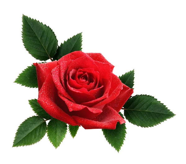 Красная Роза Цветок Листья Расположение Изолированы Белом — стоковое фото