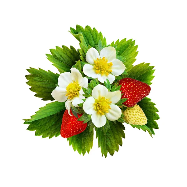 Erdbeeren Arrangement Mit Blüten Und Blättern Isoliert Auf Weiß — Stockfoto