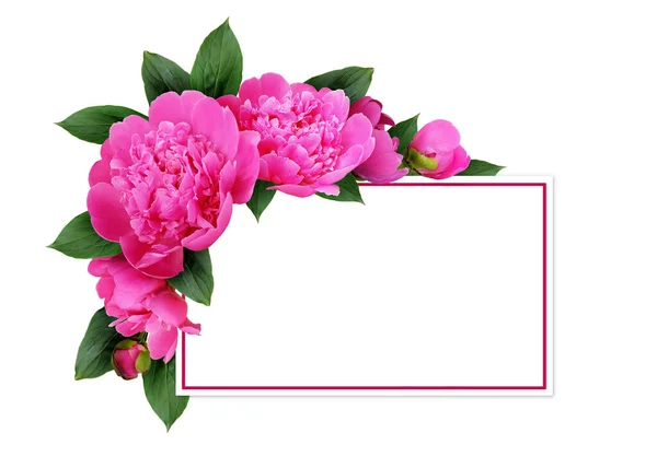 Rosafarbene Pfingstrosenblüten Und Eine Karte Auf Weißem Hintergrund — Stockfoto