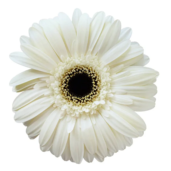 Flor Gerbera Blanca Aislada Blanco —  Fotos de Stock